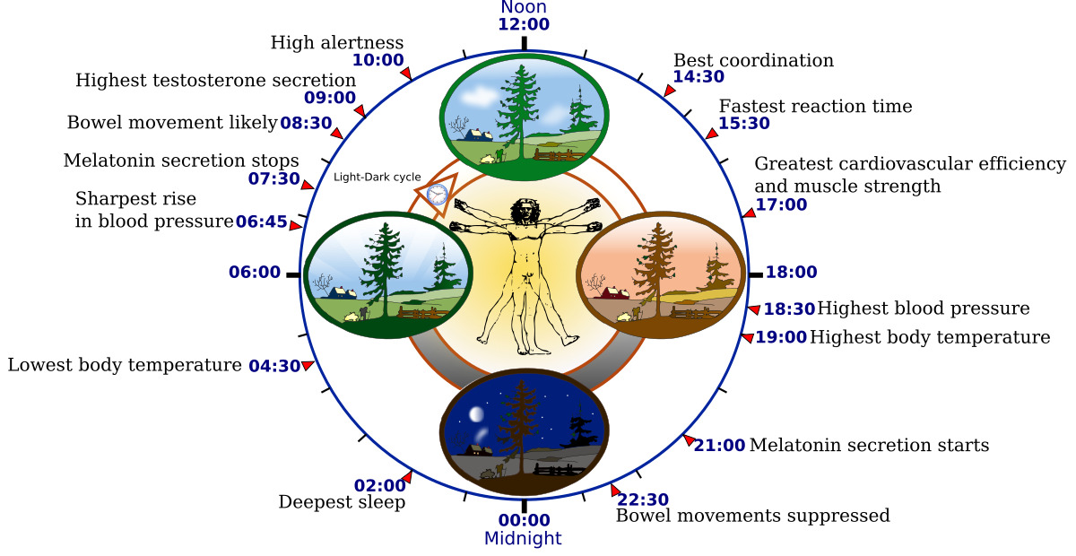Circadian Rhythms